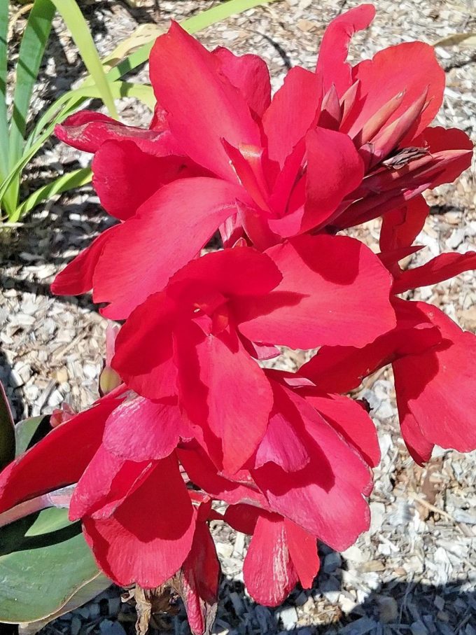 Canna lily Professor Wendt