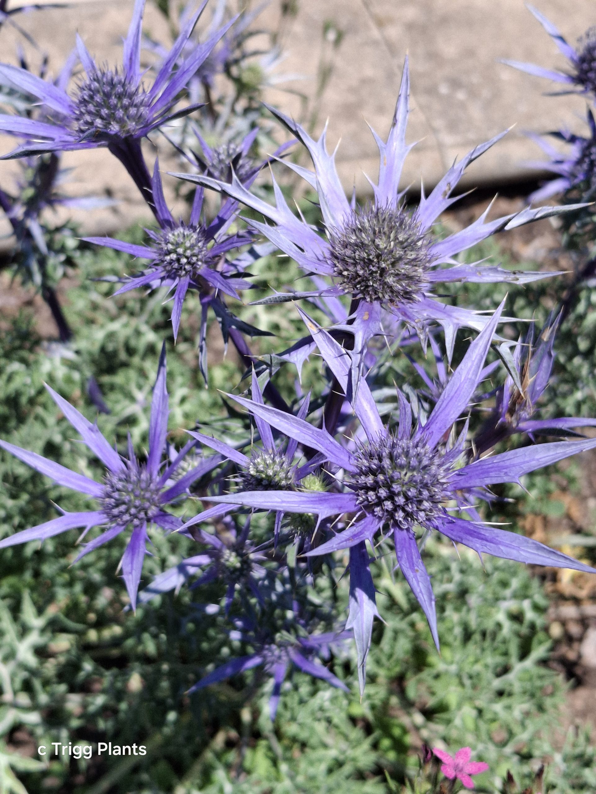 Eryngium bourgattii perennial plant