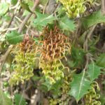 Grevillea bedgoodiana - Australian Native Plant