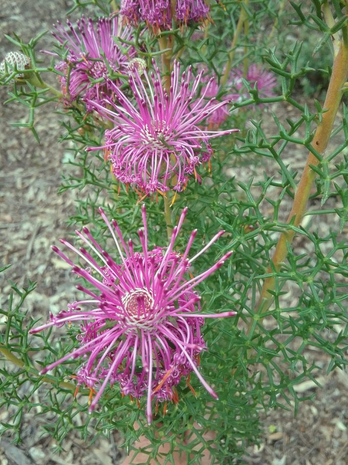 Isopogon formosus - Australian Native Plant
