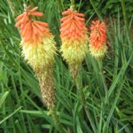 Kniphofia hirsuta - Hardy Perennial Plant