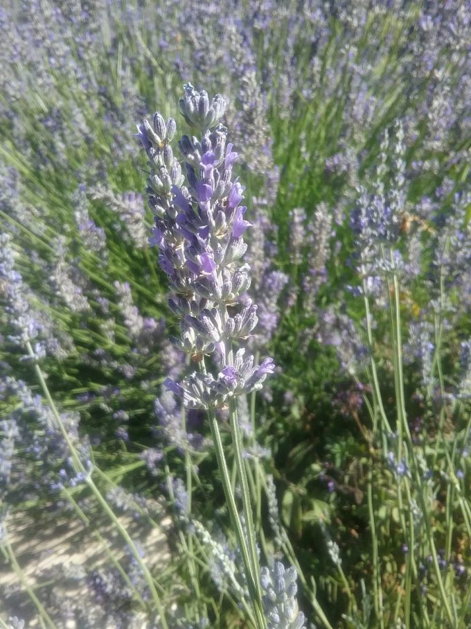 Lavender angustifolia  in 50mm Forestry Tube