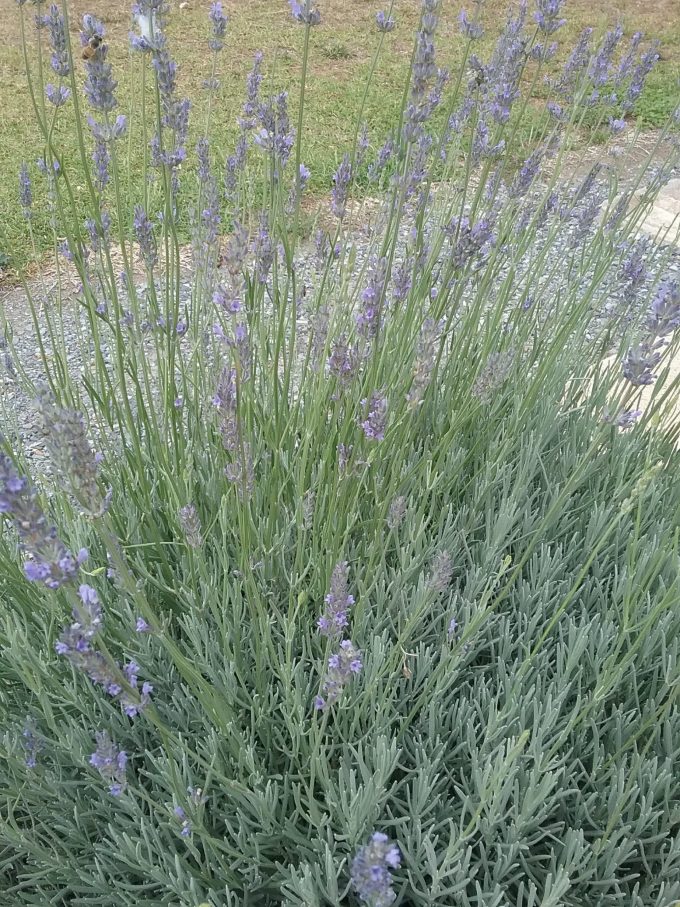 Lavender angustifolia