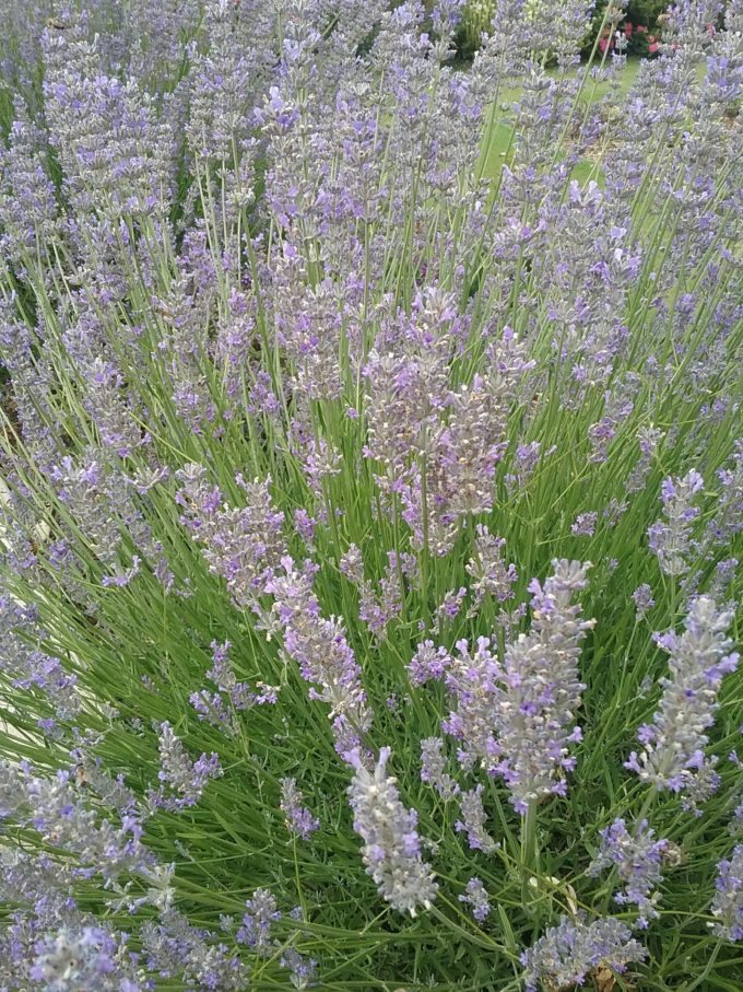 Lavender grosso in 75mm Supergro Tube – Trigg Plants