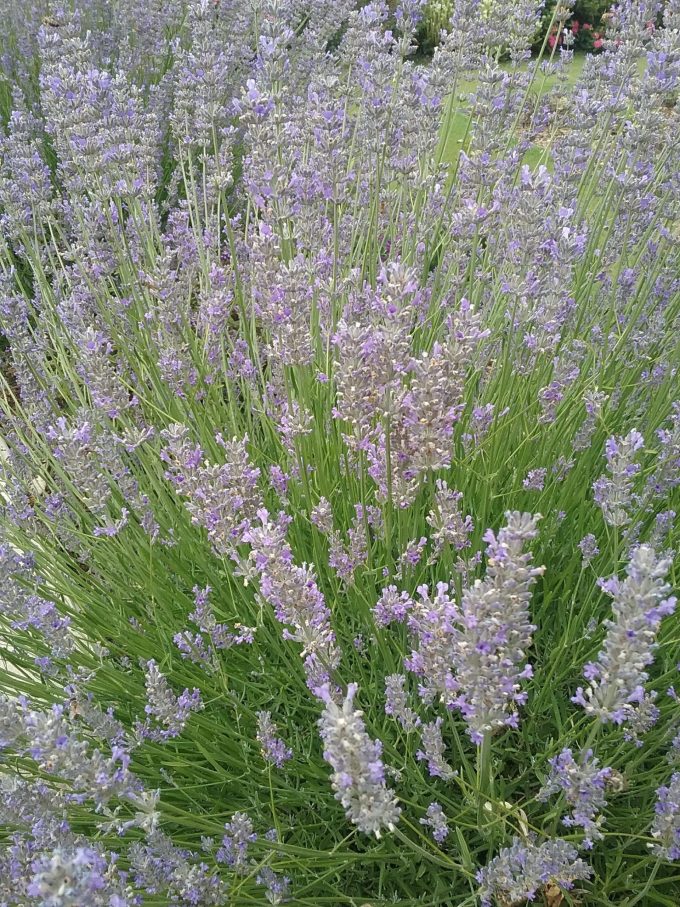 Lavender grosso - Hardy Perennial Plant