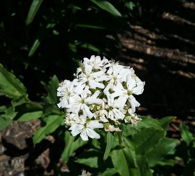 Lychnis chalcedonica white form - Unusual Perennial Plant
