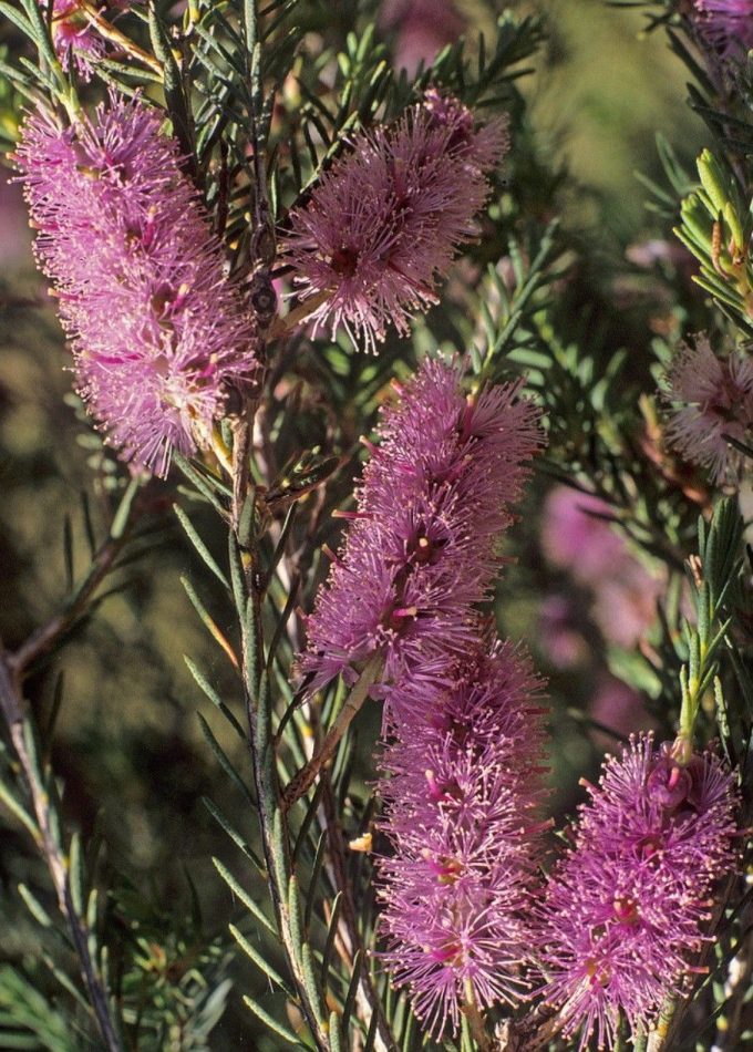 Melaleuca decussata dwarf - Australian Native Plant