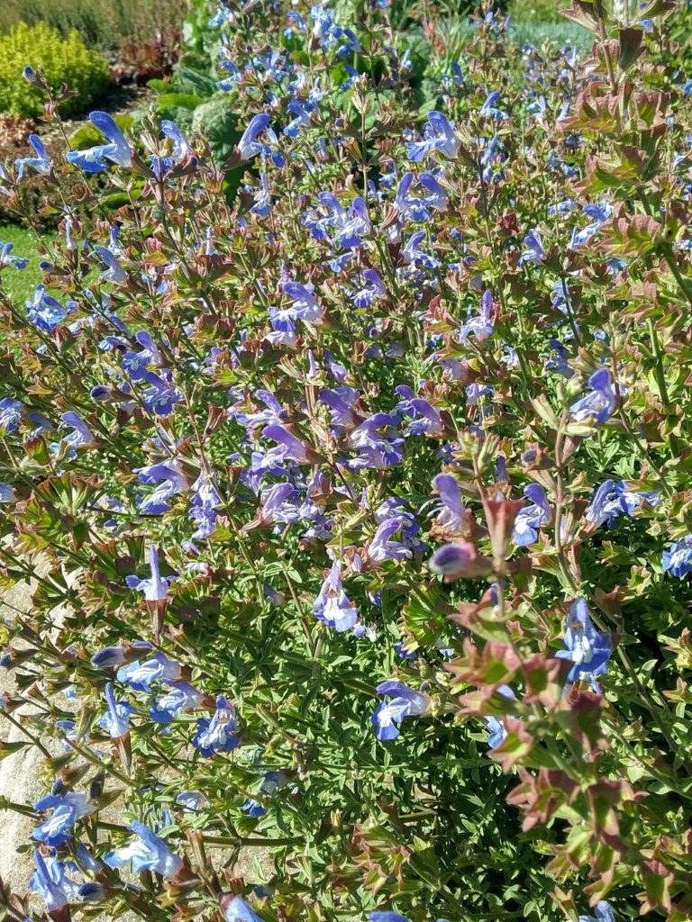 Salvia murrii - Long Flowering Prennial Plant