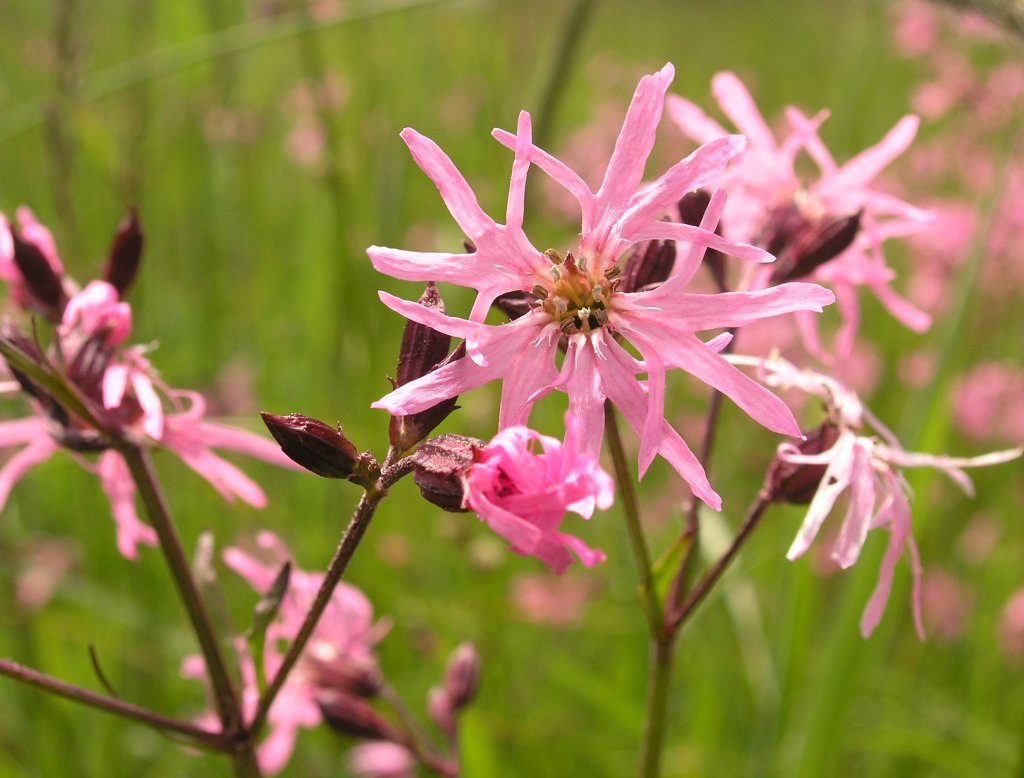 Lychnis flos-cuculi - Perennial Plant