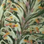 Adenanthos detmoldii - Australian Native Plant