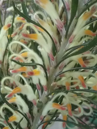 Adenanthos detmoldii - Australian Native Plant