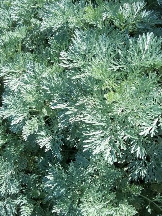 Artemisia Powis Castle - Hardy Perennial Plant