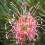 Grevillea Frosty Pink - Australian Native Plant