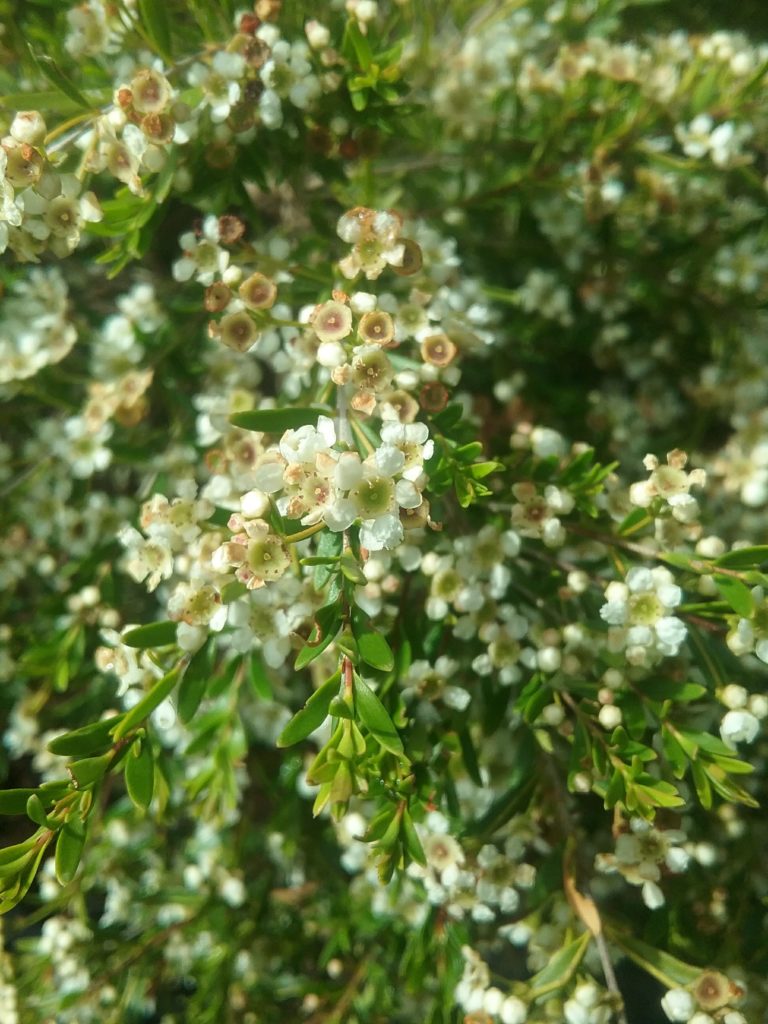 Baeckea virgata dwarf - Australian Native Shrub