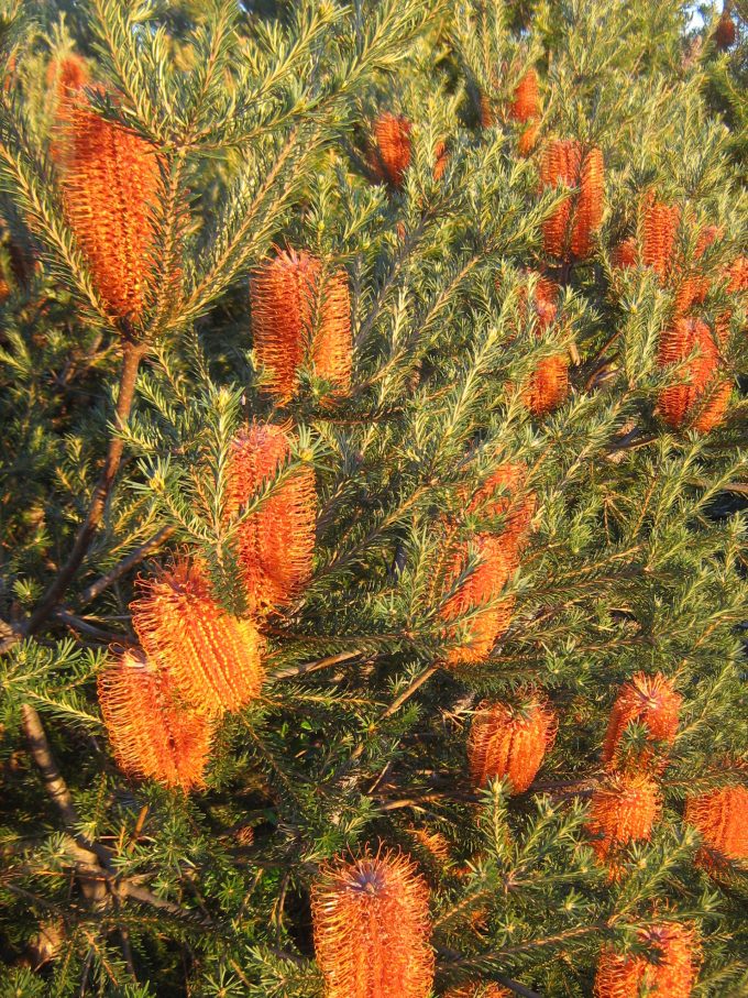 Banksia ericifolia ssp ericifolia - Hardy Australian Native Plant