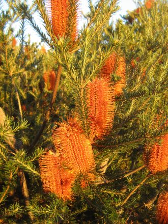 Banksia ericifolia ssp ericifolia - Hardy Australian Native Plant