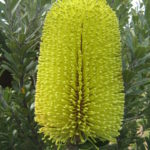 Banksia praemorsa yellow - Hardy Australian Native Plant