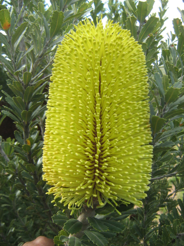 Banksia Praemorsa yellow in 125mm Advanced Pot Trigg Plants
