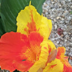 Canna lily Cattleya