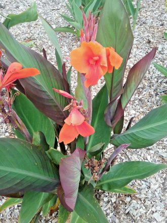 Canna lily Storm Boy Bare Rooted – Trigg Plants