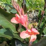 Canna lily Philip