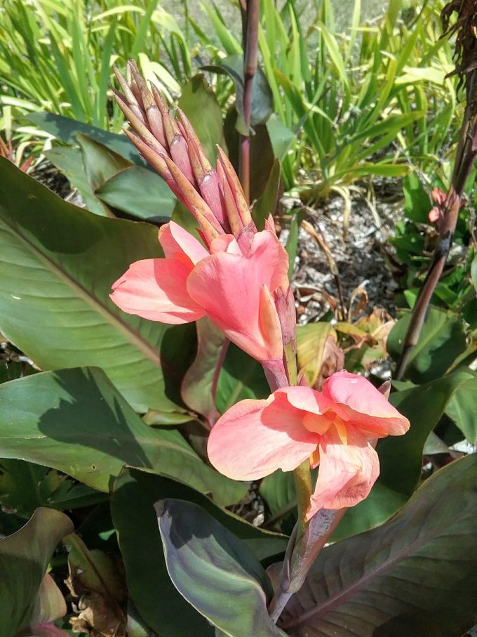 Canna lily Philip