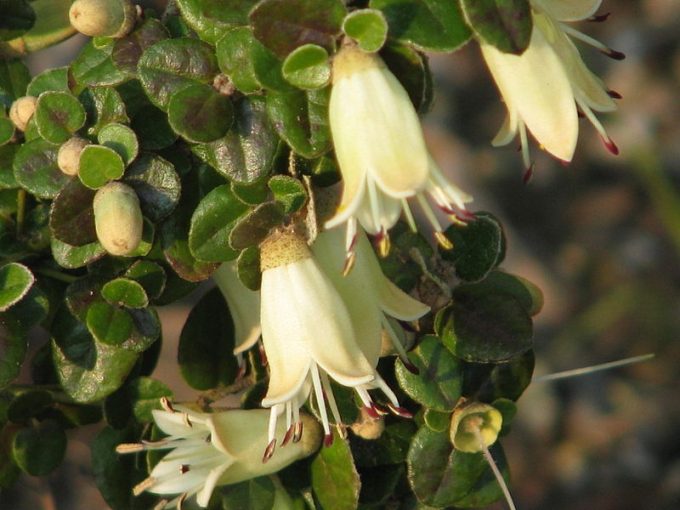 Correa reflexa var nummularifolia - Australian Native Plant