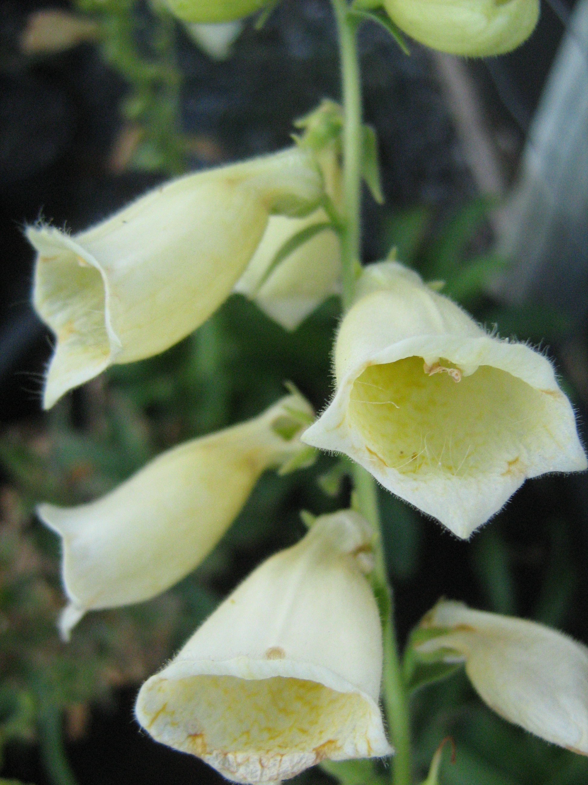 Digitalis species in 50mm Forestry Tube Trigg Plants