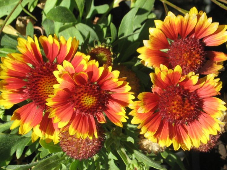 Gaillardia Goblin 50 seeds Trigg Plants