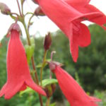 Penstemon Chesters Red - Perennial Plant