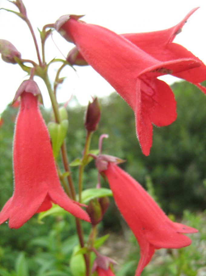 Penstemon Chesters Red - Perennial Plant