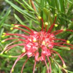Grevillea Allyn Charm - Australian Native Plant