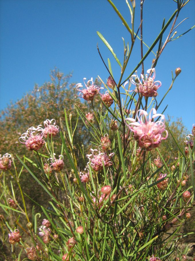 Grevillea bracteosa - Australian Native Plant