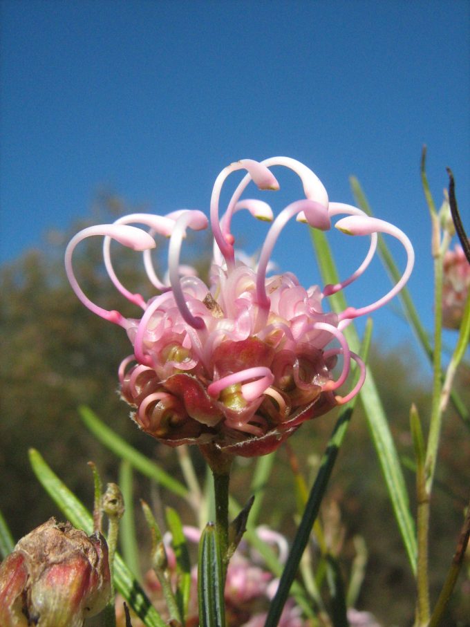 Grevillea bracteosa - Australian Native Plant