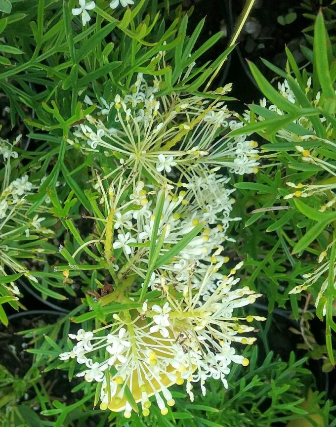 Grevillea curviloba Flat Jack - Hardy Australian Native Plant