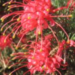 Grevillea delta - Hardy Australian Native Plant