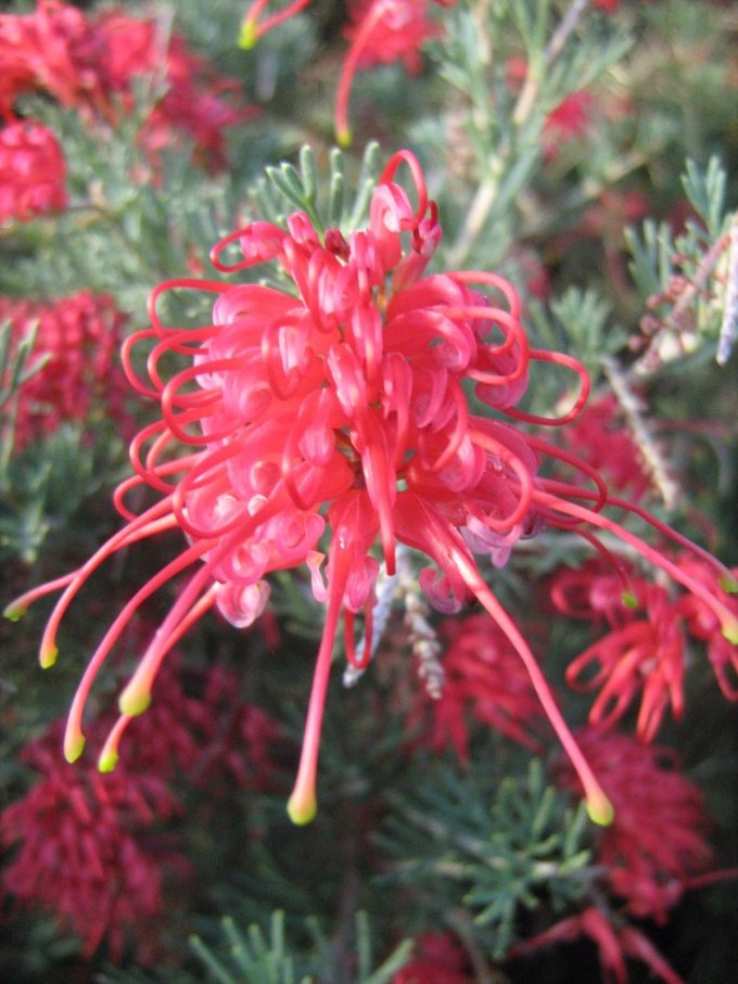 Grevillea delta - Australian Native Plant