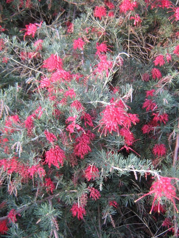 Grevillea delta - Australian Native Plant