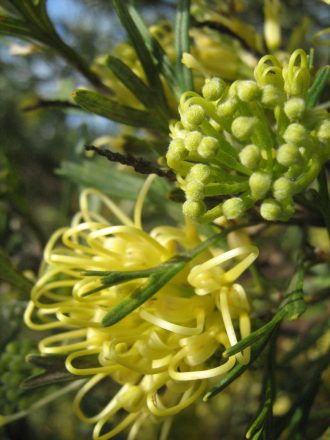 Grevillea Lemon Supreme in 50mm Forestry Tube