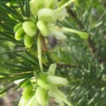 Grevillea rosmarinifolia Lutea - Australian Native Plant