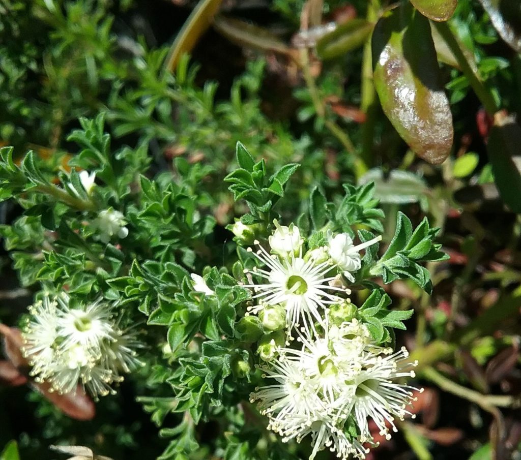 Kunzea Badga Carpet - Australian Native Plant