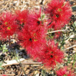 Kunzea baxteri compact form - Australian Native Plant