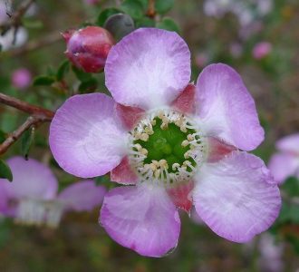 Leptospermum Julie Ann - Australian Native Plant