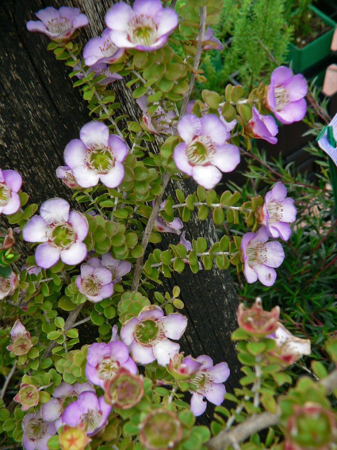 Leptospermum Lavender Queen - Australian Native Plant