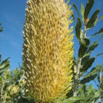 Banksia sceptrum - Australian Native Plant