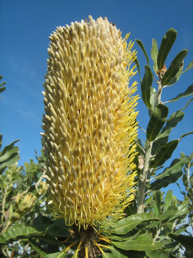 Banksia sceptrum - Australian Native Plant