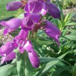 Penstemon Willies Purple - Perennial Plant