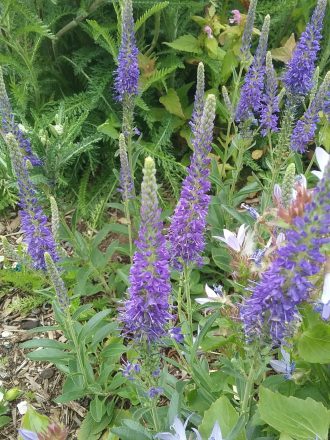 Veronica spicata in 50mm Forestry Tube