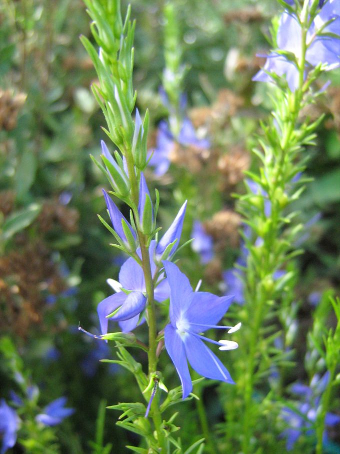 Veronica arenaria - Australian Native Plant