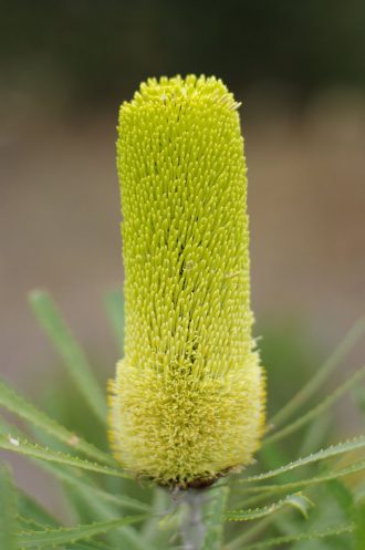 Banksia attenuata - Cut Flower